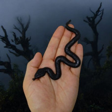 Лизун Змія на планшеті, 12 штук Лизун Змія на планшеті, 12 штук