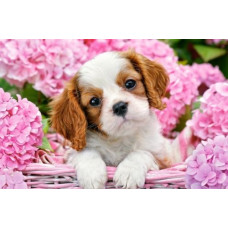 Пазлы "Щенок в розовых цветках", 500 элементов