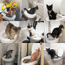 Туалет для кота Citi Kitty. Для приучения кошки к унитазу.