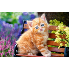 Пазлы "Рыжий котёнок", 500 элементов