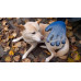 Перчатка для вычесывания шерсти True Touch, Тру Тач, Pet Glove