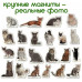 Набор магнитов Magdum 