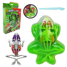 Детский лабораторный набор Лягушка 801B, скелет, внутренние органы Детский лабораторный набор Лягушка 801B, скелет, внутренние органы